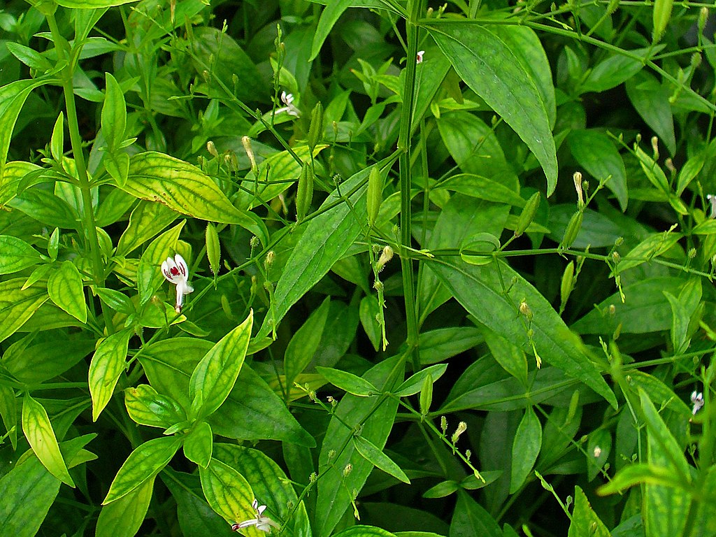 Andrographis paniculata, Acanthaceae, Green Chirayta, Creat, King of Bitters, India Echinacea, habitus; Botanical Garden KIT, Karlsruhe, Germany. From: H. Zell, CC BY-SA 3.0 \<https://creativecommons.org/licenses/by-sa/3.0>, via Wikimedia Commons.