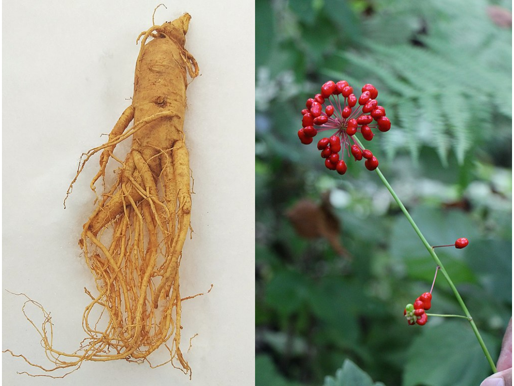 Korean ginseng on snow, author: Scudsvlad; from: https://commons.wikimedia.org/wiki/File:Korean_ginseng_on_snow.jpg  Ginseng flower in Changbai Mountain, author: Doge24190; from: https://commons.wikimedia.org/wiki/File:Ginseng_flower_in_Changbai_Mountain.jpg